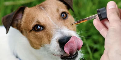 how does cbd oil work in dogs? understanding the science behind it